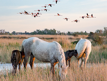 camargue