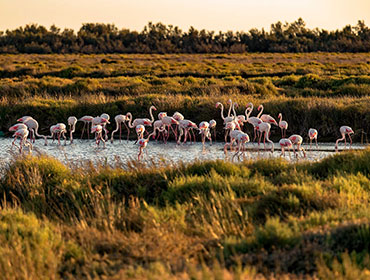 La Camargue