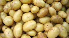 La pomme de terre de noirmoutier