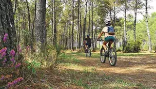 Du VTT dans la forêt des Landes